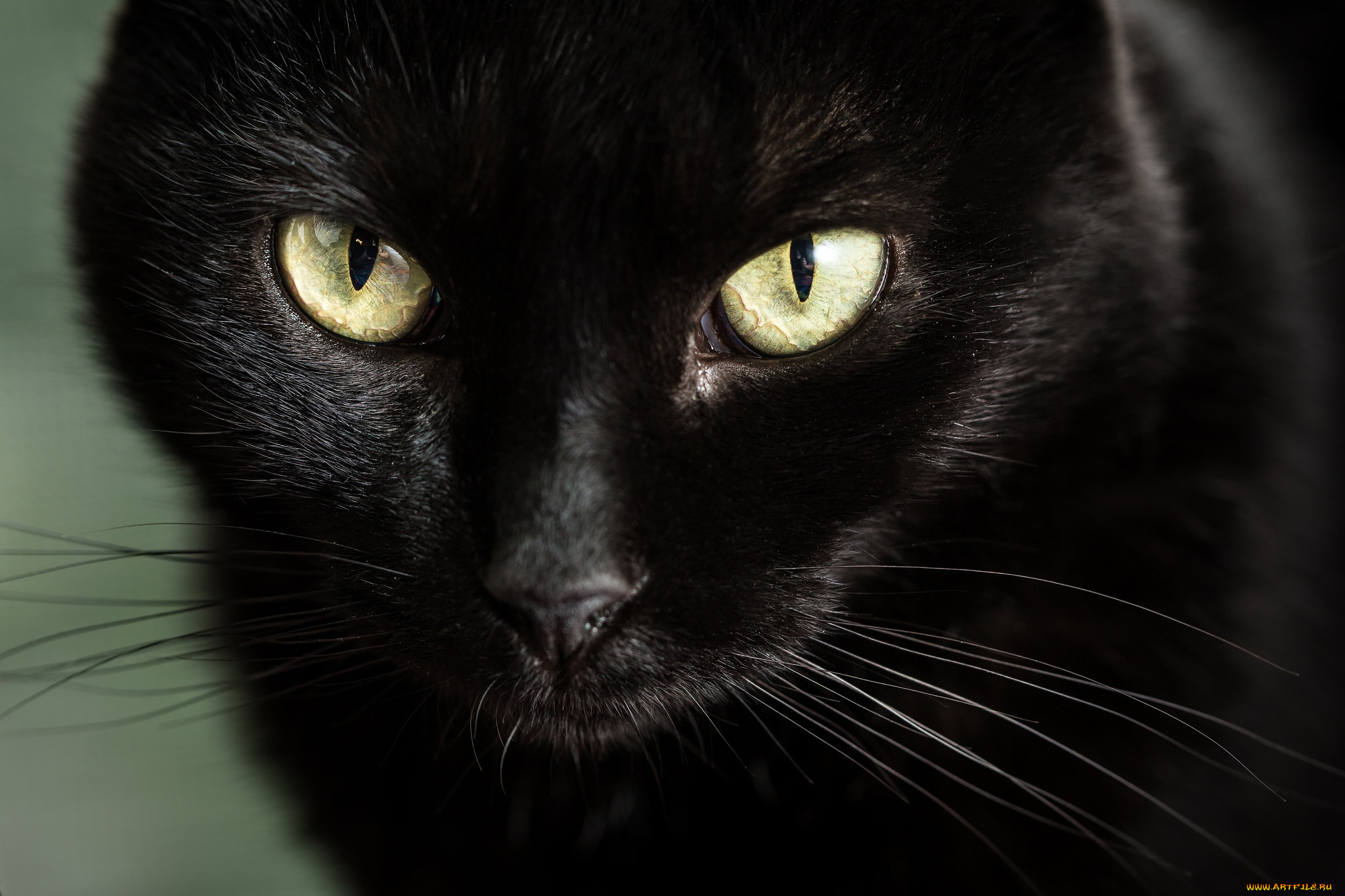 Черные кошки 10. Бомбейская кошка. Черная кошка. Черные коты. Красивые черные коты.